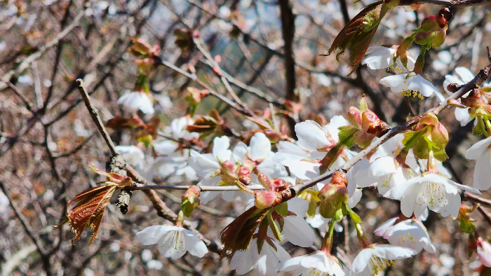 산벚꽃