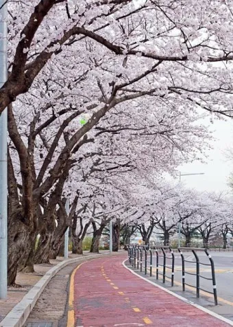 벚꽃 명소 추천 축제 유명한곳_21