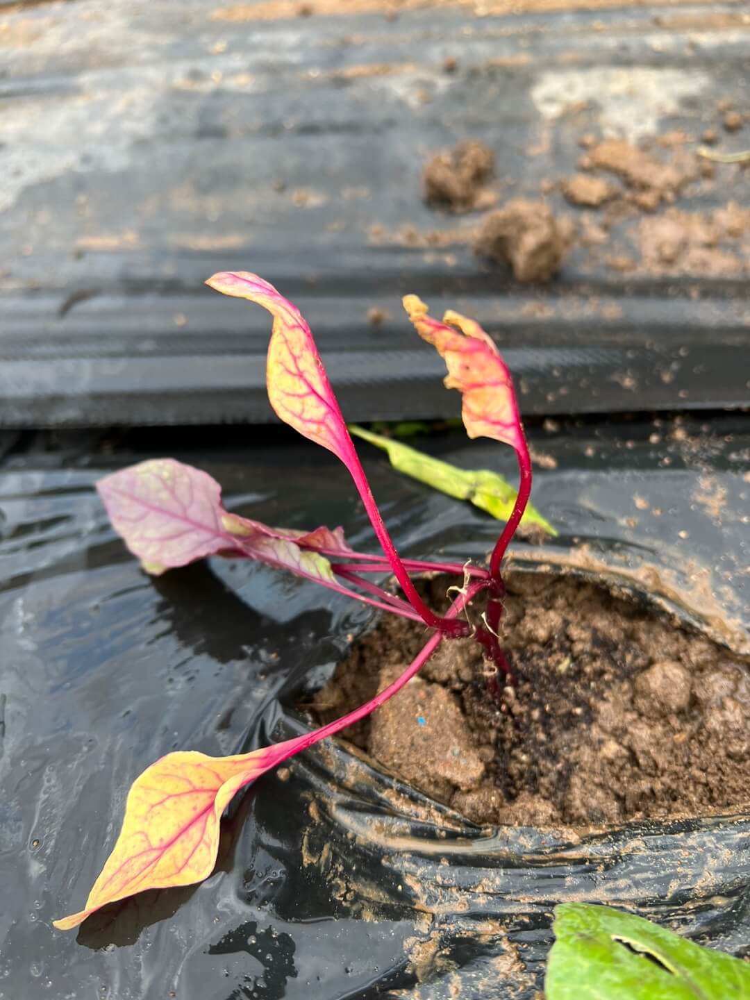 가을 비트 파종 