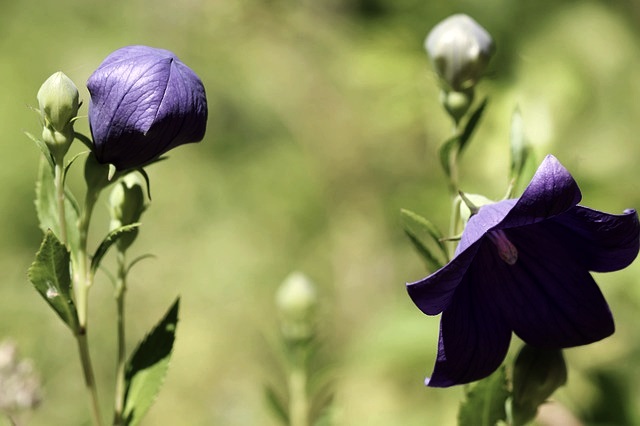 도라지 꽃 사진