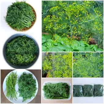 딜 재배 파종 간격 화분 키우기 잎과 씨앗 활용_6