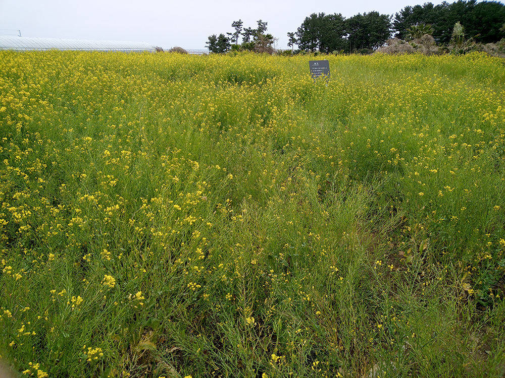 올레7코스: 숨도