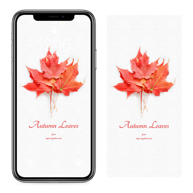 06 플라타너스 나뭇잎 C - Autumn Leaves 아이폰가을배경화면