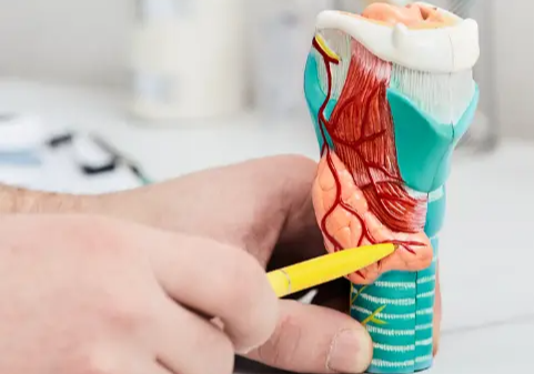 갑상선 기능 저하증 원인 증상 치료방법