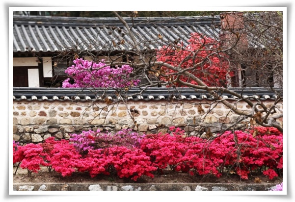 "영산홍" 봄날을 물들이는 활짝 핀 주홍빛 유혹의 매혹적인 꽃!