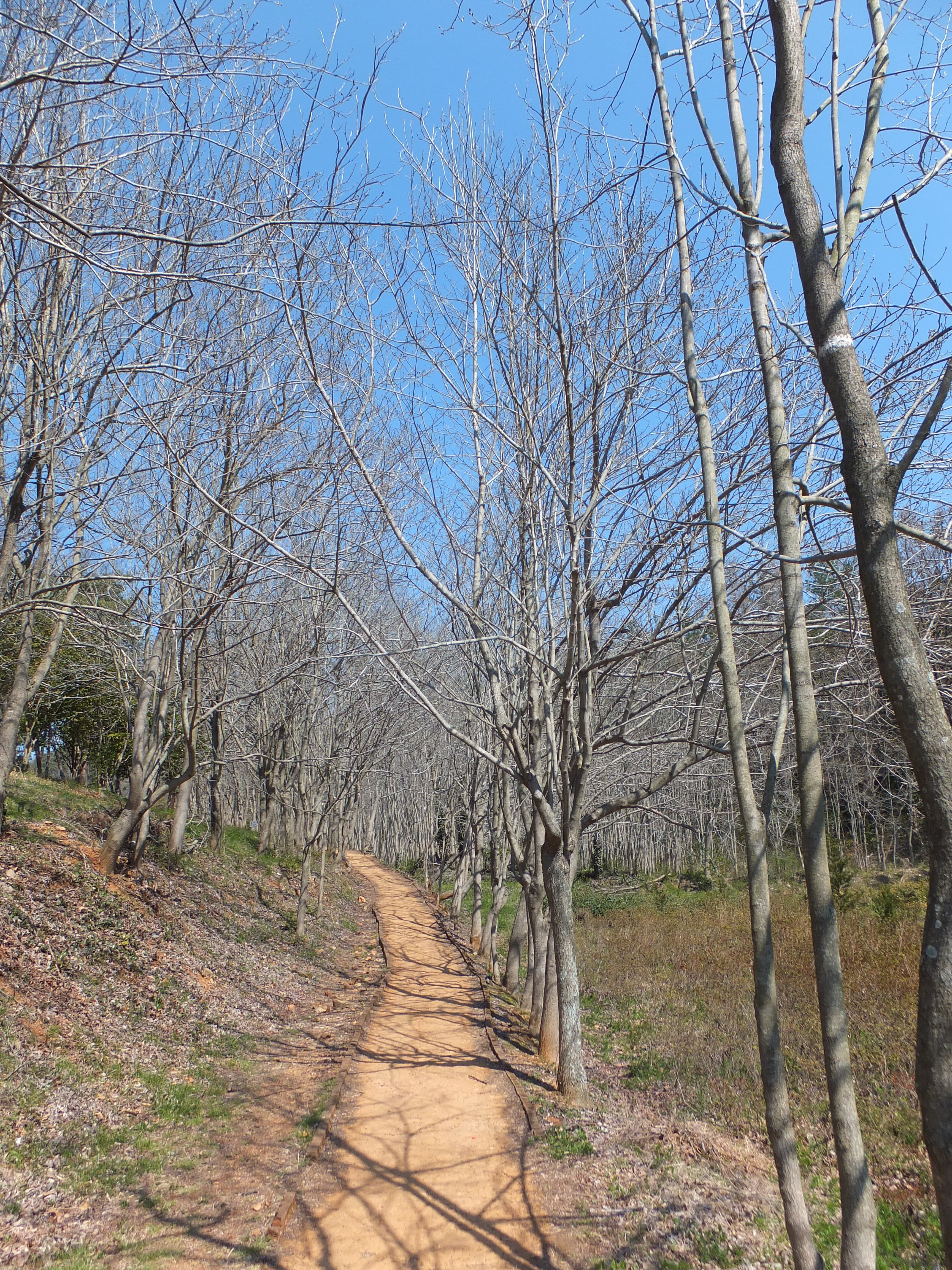 다산초당 가는 길 두충나무 숲