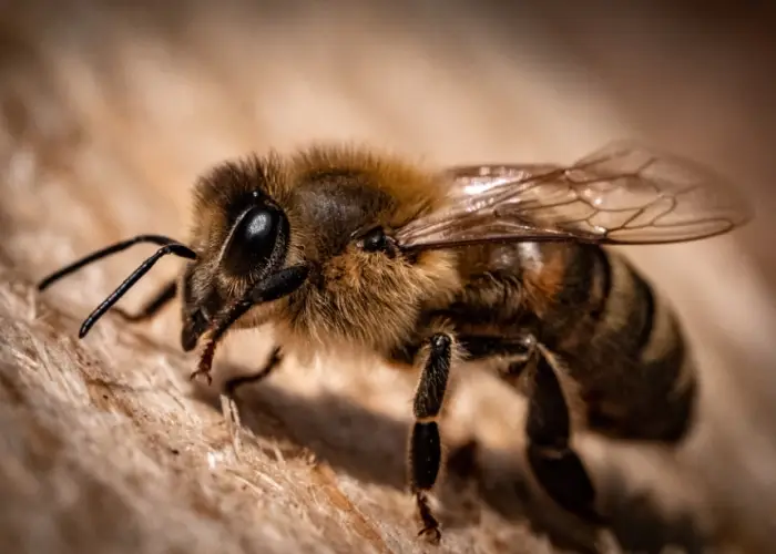 아나필락시스 검사