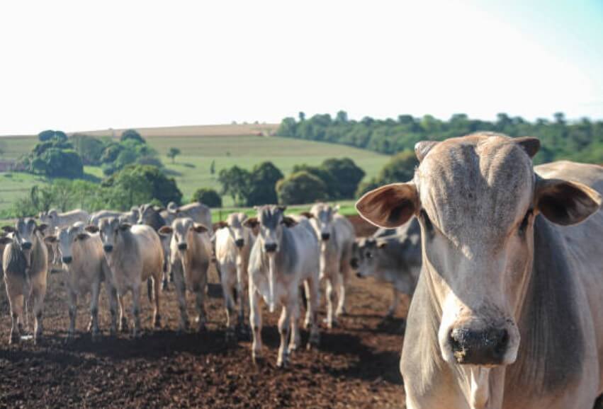 소띠상극띠 소띠와안맞는띠