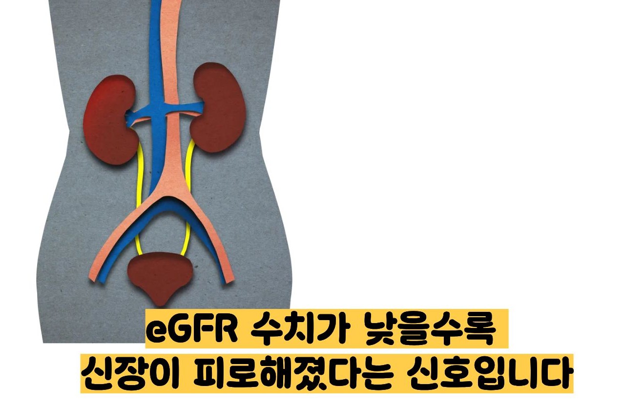 egfr 정상수치
