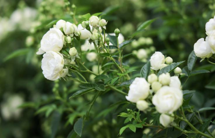 부천 백만송이 장미축제 2025