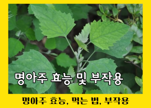 명아주 효능 11가지 및 부작용과 먹는 법