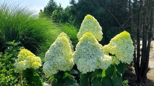 수국-꽃-피는시기-개화시기-꽃눈분화-화색변화-생태적-특성-특징