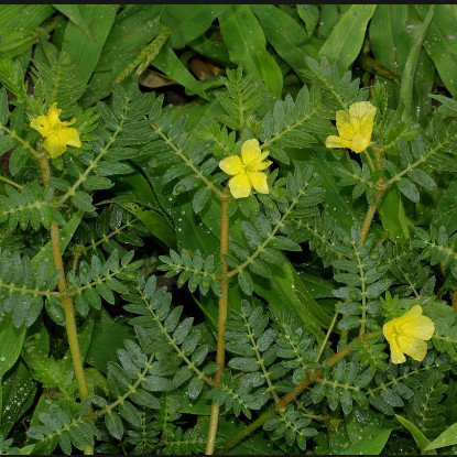 트리블러스 테레스트리스(Tribulus terrestris)