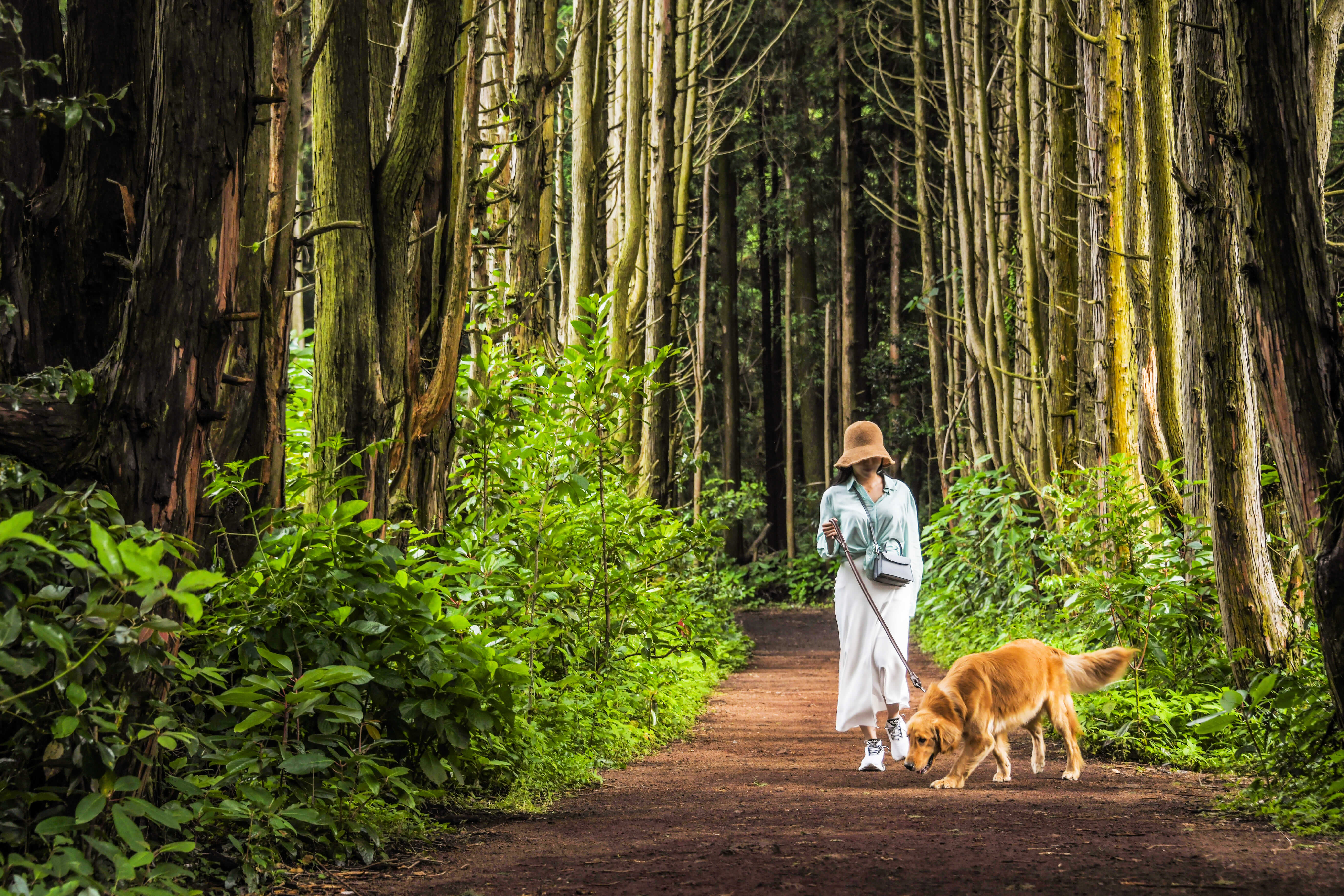 안돌오름 비밀의숲