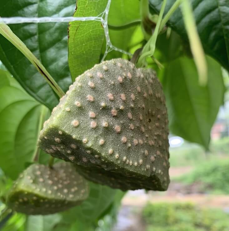 하늘마 효능 먹는 방법 심는 시기