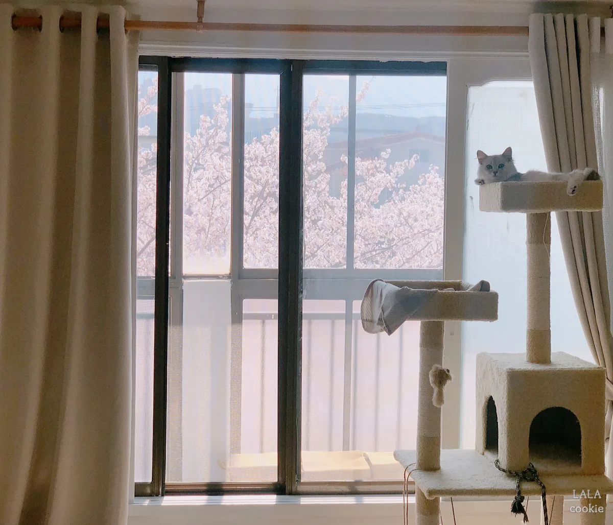 아기고양이-캣타워-추천-고양이와-캣타워