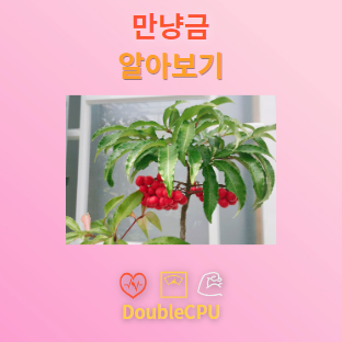 만냥금 꽃말 및 탐구