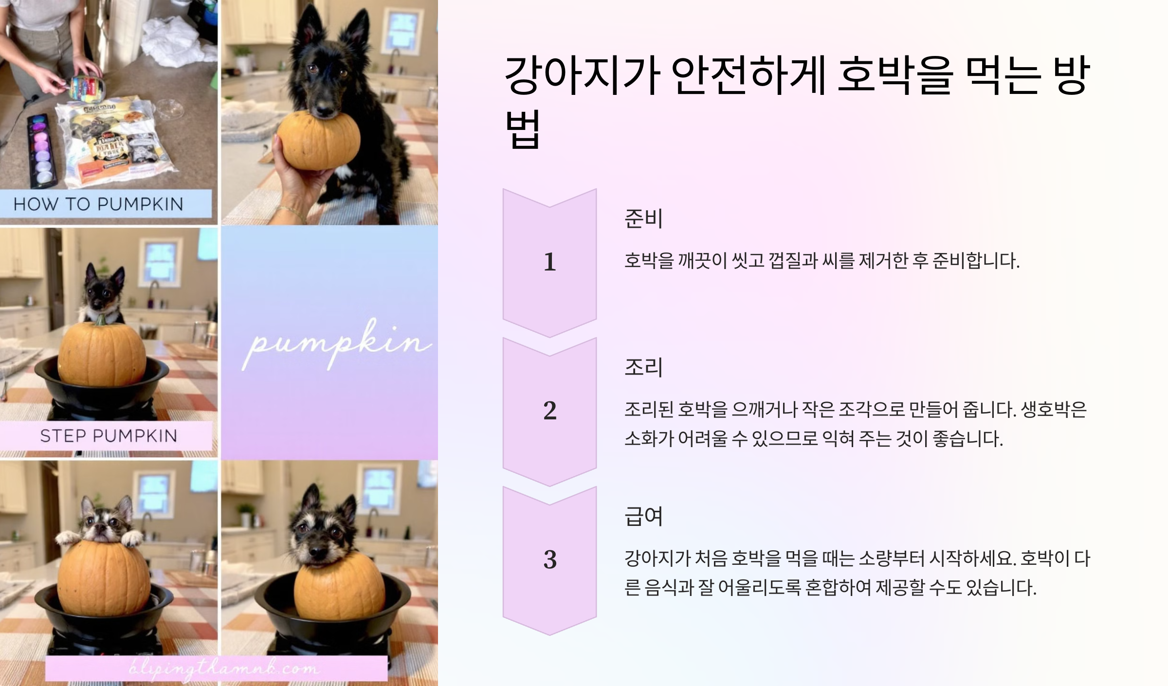 강아지가 안전하게 호박을 먹는 방법