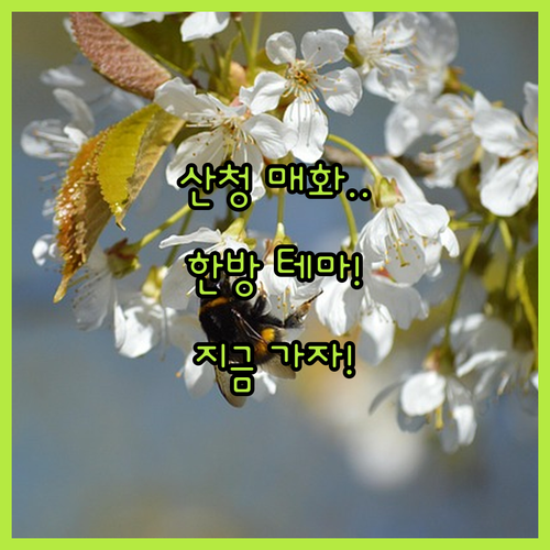 산청 3월 가볼만한곳 매화 명소와 한..