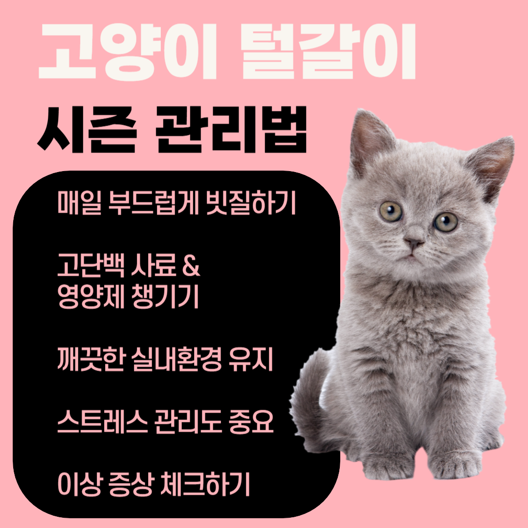 고양이 털갈이 관리법