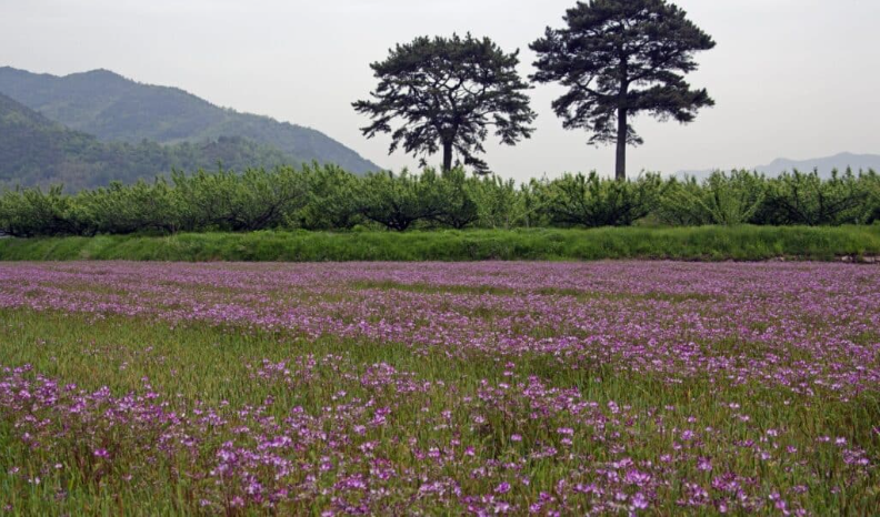 하동-평사리-들판