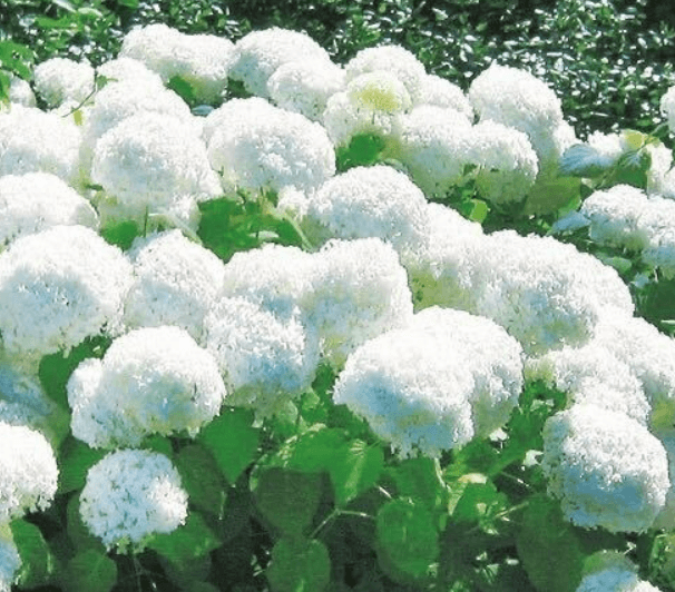 미국수국 개화시기 꽃말 물주기 키우는법 알아보기