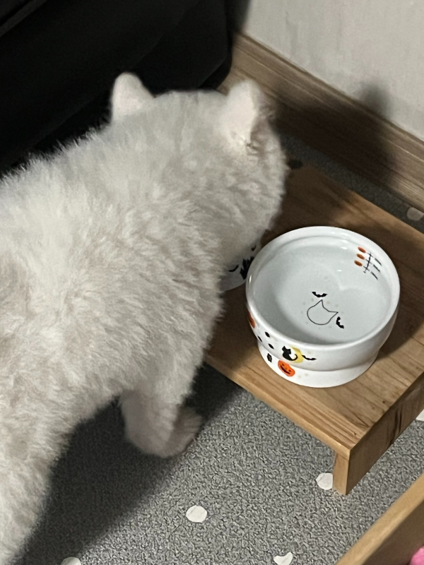 네코이찌_물그릇