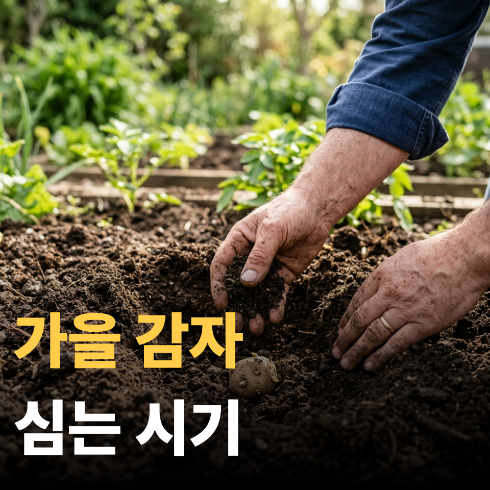 가을감자 심는시기