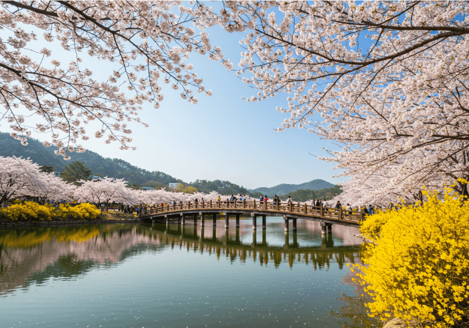 경주 벚꽃 개화 시기 및 축제 및 명소와 관련된 사진