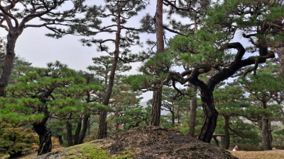 단풍명소_화담숲_소나무정원