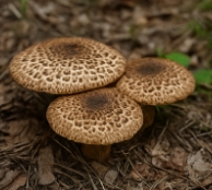 능이버섯 채취시기