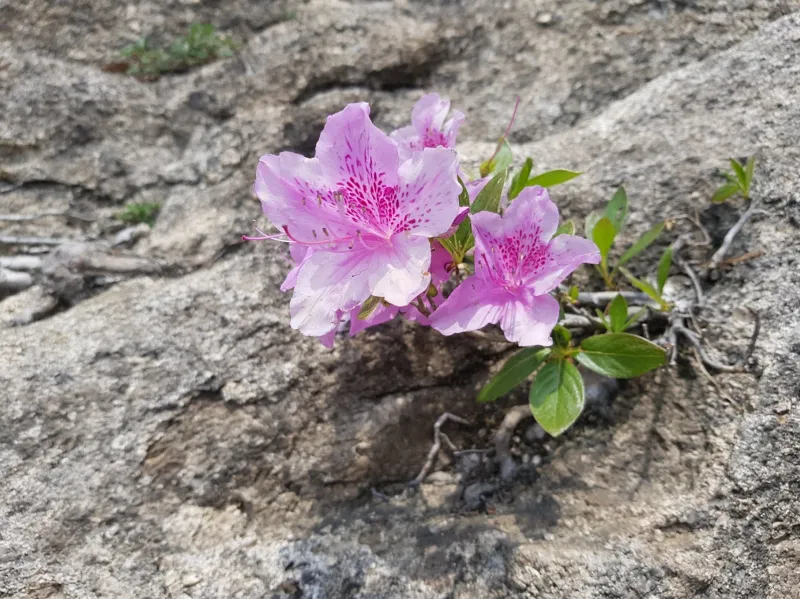 합천 황매산 철쭉