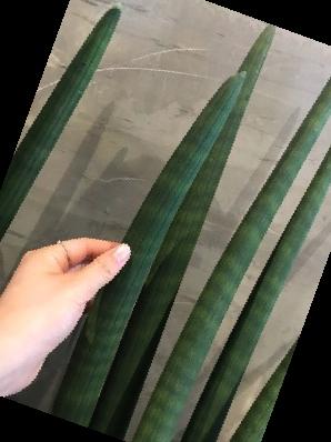 실내 공기정화식물 순위