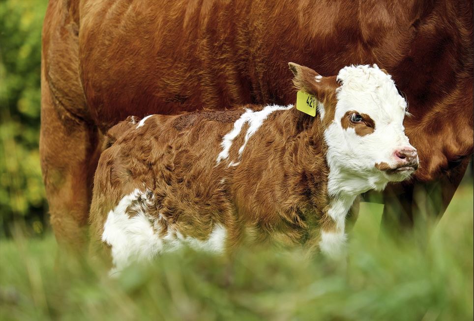 2026년 소띠 운세 총정리｜재물운&middot;건강운&middot;직장운 완벽 해석