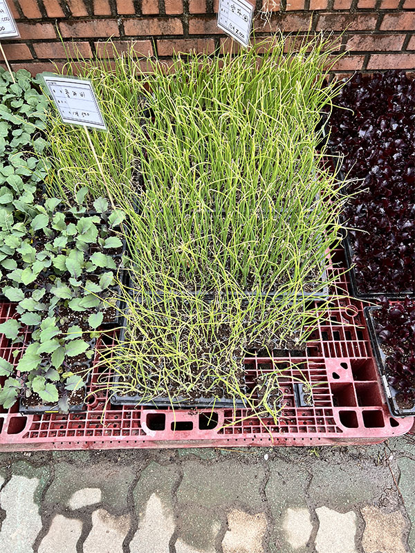 창동 하나로마트에서 판매 중인 다양한 모종들