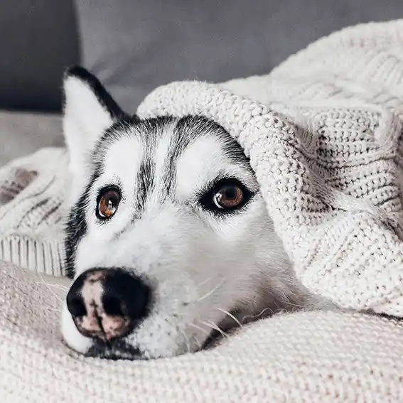 개고양이 해외여행 검역증명서