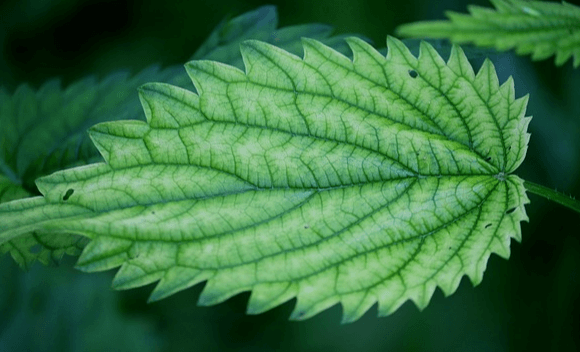 초록색 쐐기풀 한 개를 크게 확대한 모습으로 잎의 둘레는 뾰족하고 연한 질감에 줄무늬가 세로로 나있다.