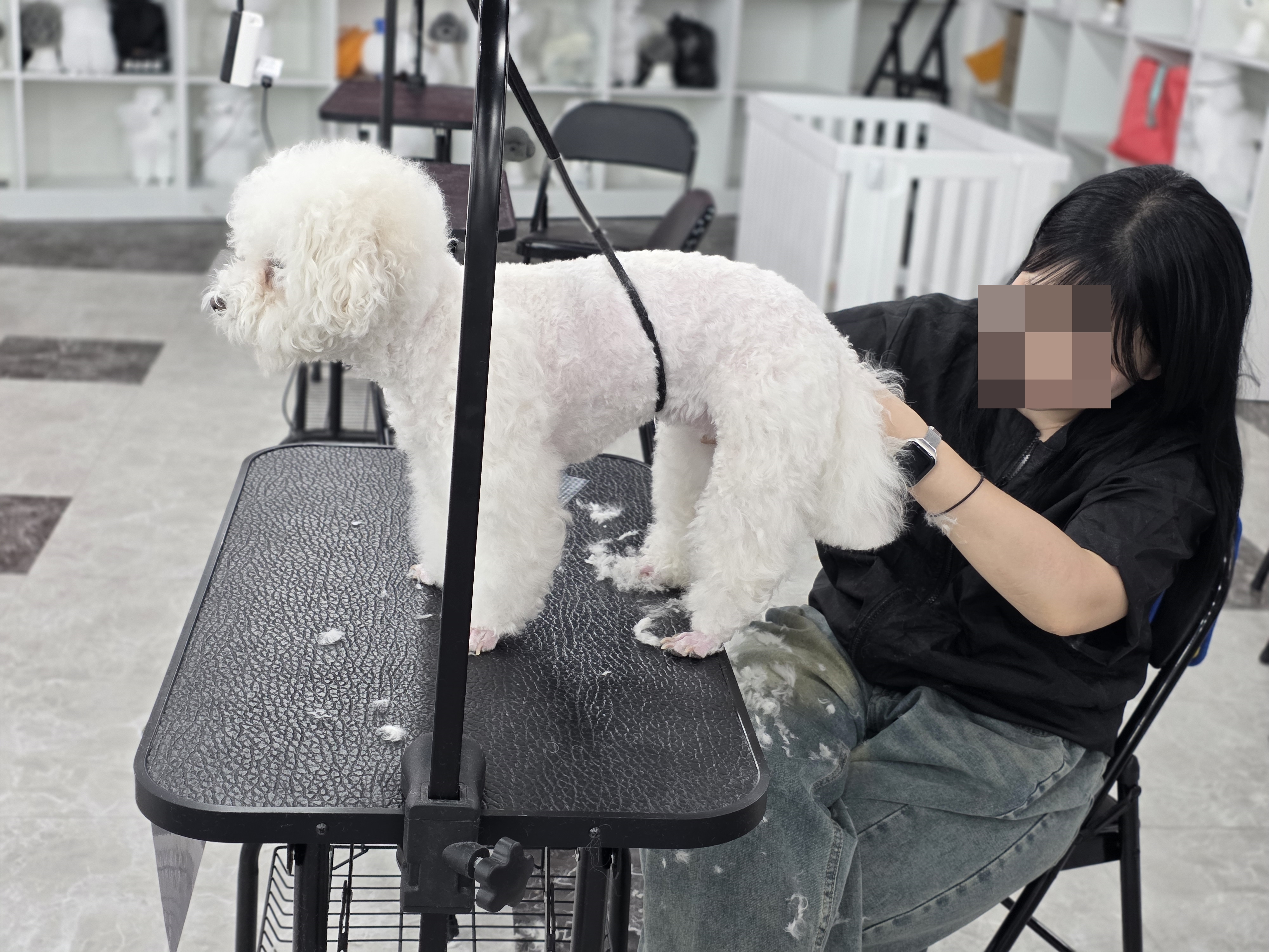 구로애견미용 자격증