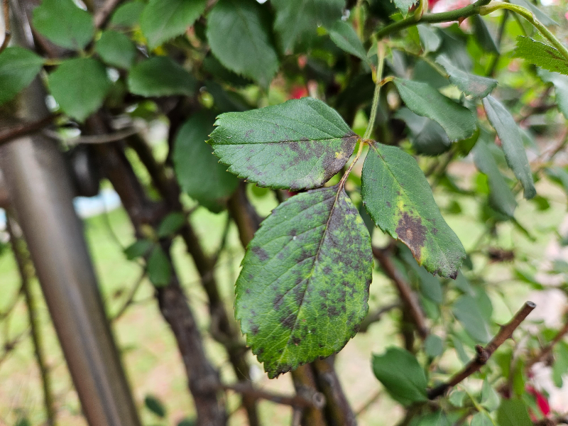 장미 검은무늬병1