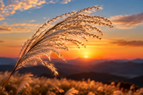 서울 억새축제 노을빛에 물든 억새 이삭