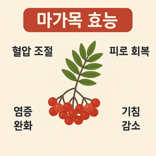 마가목 효능 인포그래픽