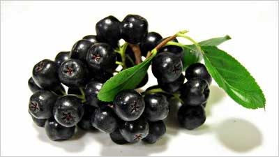 아로니아 효능 효과 부작용 영양성분 영양소