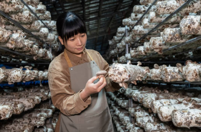 버섯을 키우는 꿈