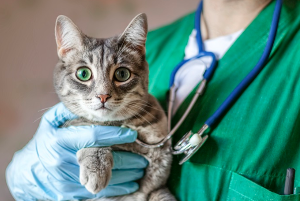 진찰받는 고양이