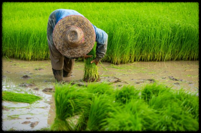 📢 2025년 직불금 교육 신청 필수 가이드! 꼭 받아야 할까? 신청 방법과 마감 기한 총정리