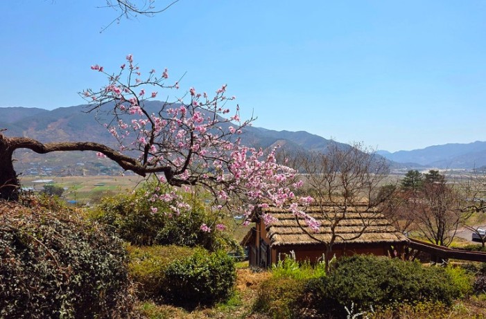 하동 십리벚꽃길 + 5월 유채길