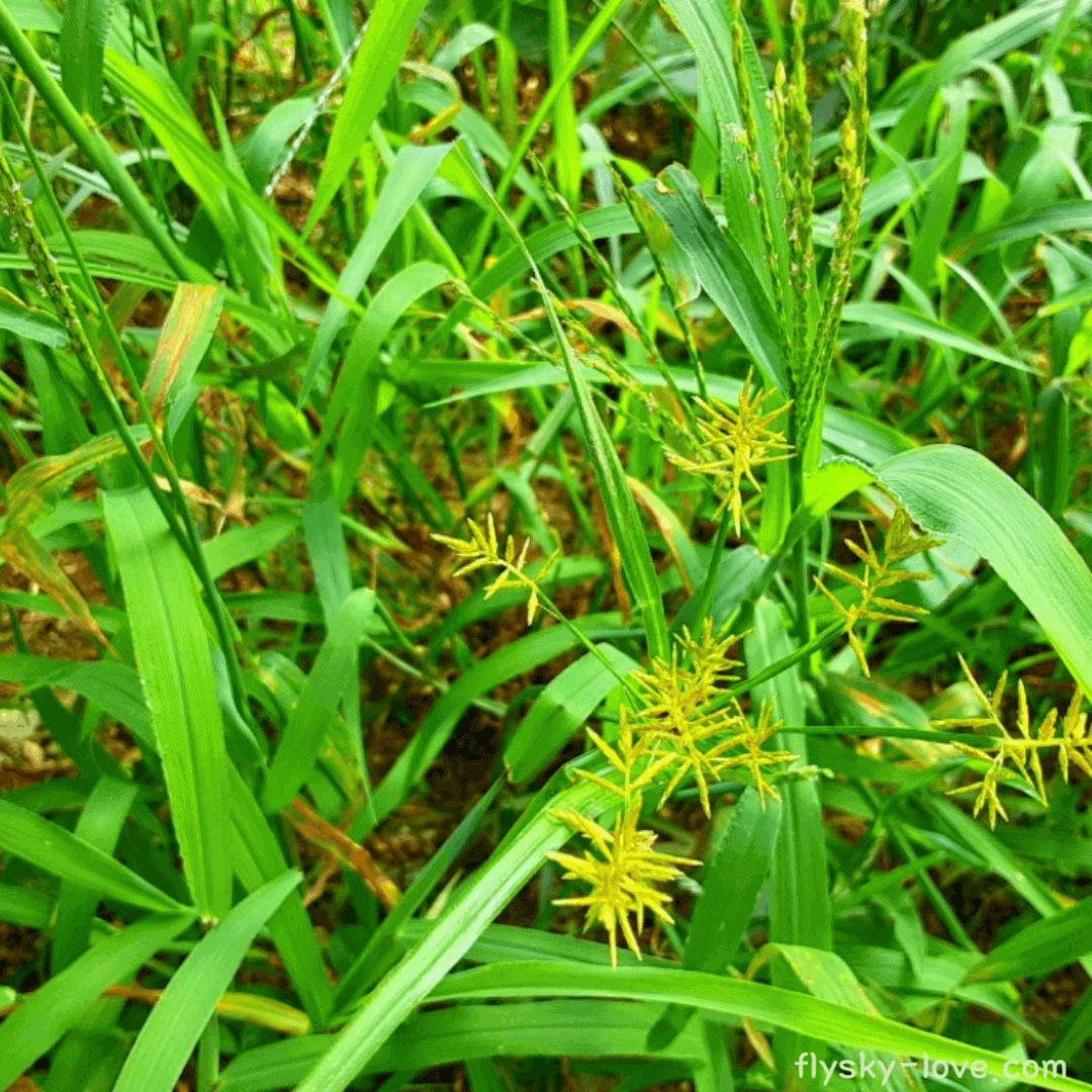 기름골, 타이거너트(Tiger Nut)