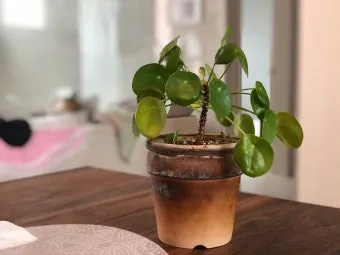 꺾꽂이 번식 시기선정 도구준비 삽목토관리 뿌리내리기 쉬운 식물_8