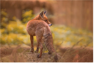산길에 갈색여우 한마리