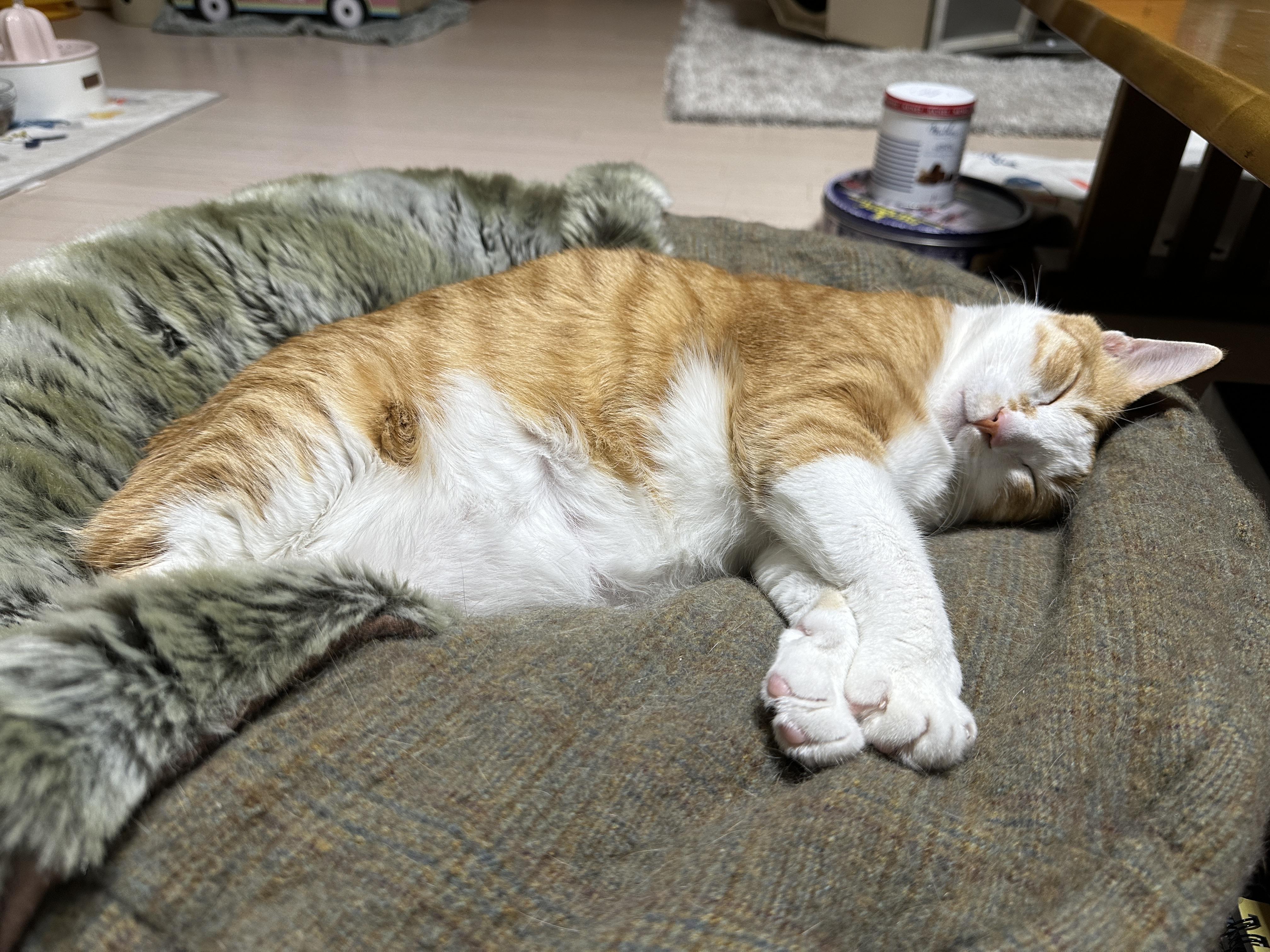 터래기방석 위치를 옮겼더니 고양이들이.. (feat. 방석에 폭 안겨 자는 치즈냥이 호야와 삼색이 다다)